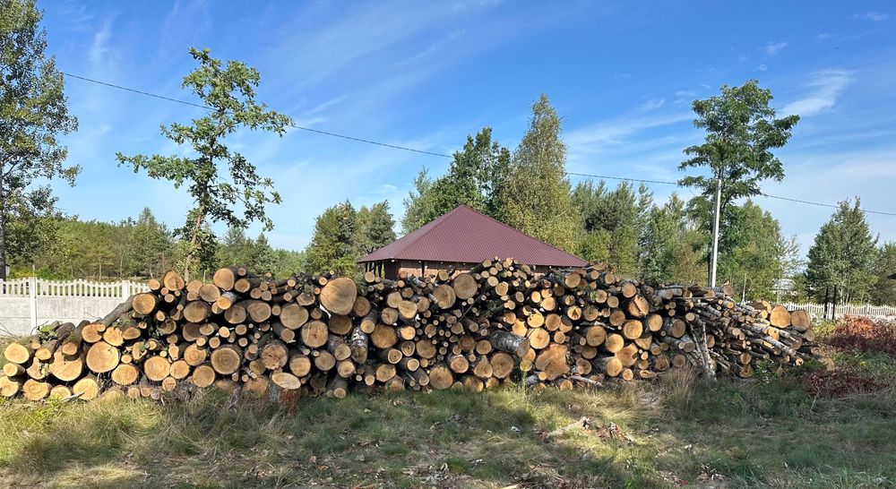 Drzewo metry brzoza i dąb