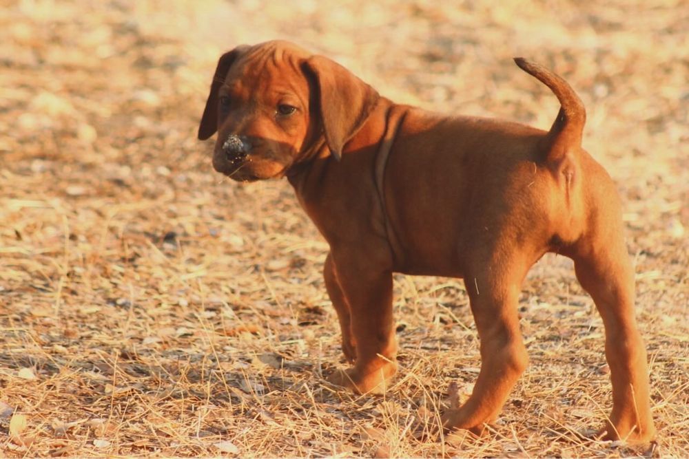 Cachorra Leão da Rodésia