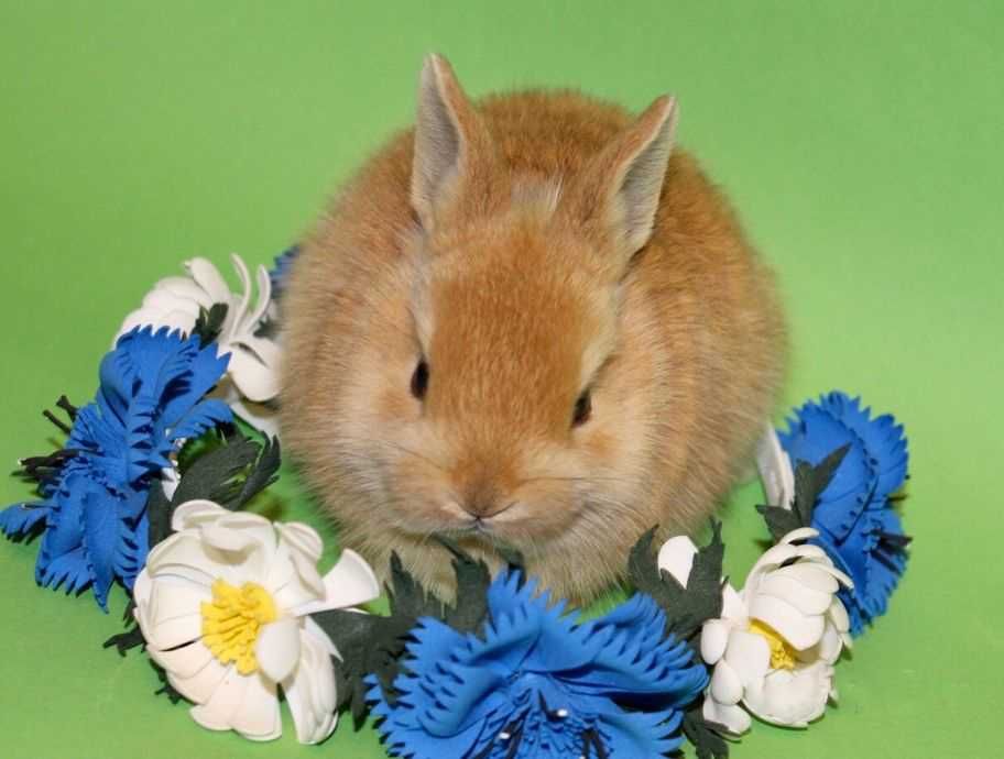 Мини крольчата, карликовые нидерландские из питомника в наличии!