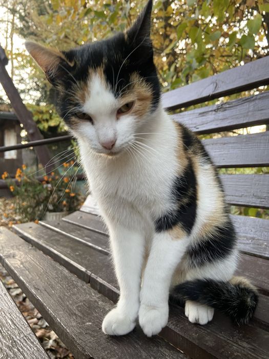 2-letnia kotka po sterylizacji do adopcji