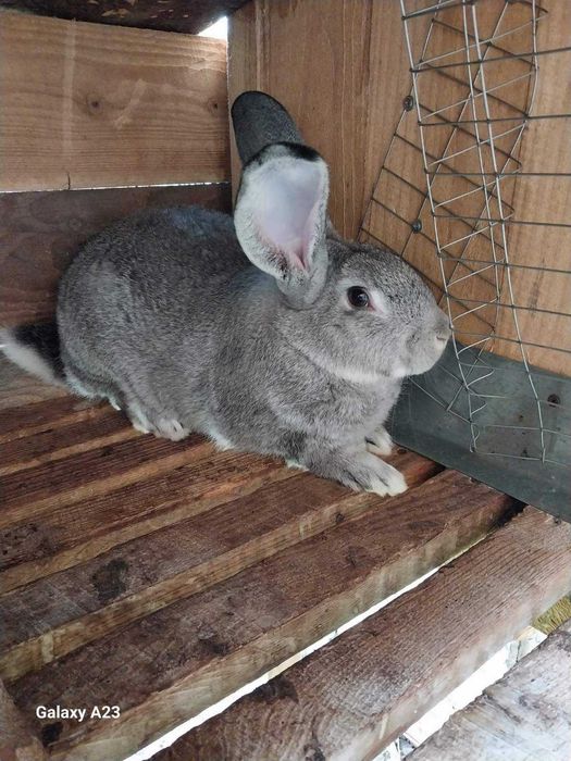 Кролі порода Шиншила