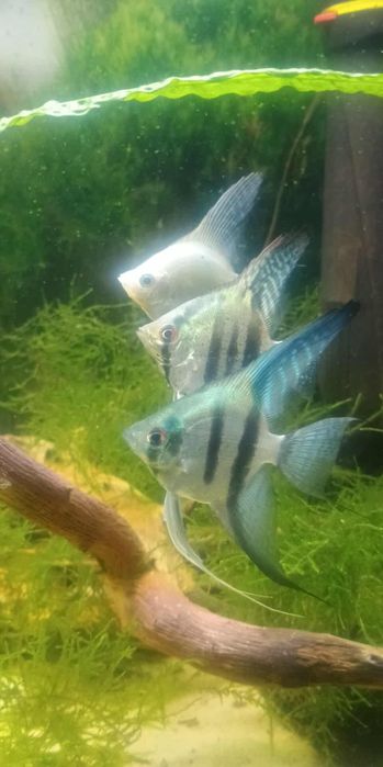 Skalary Philipine blue i platynowy