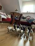 Schleich konie kolekcja