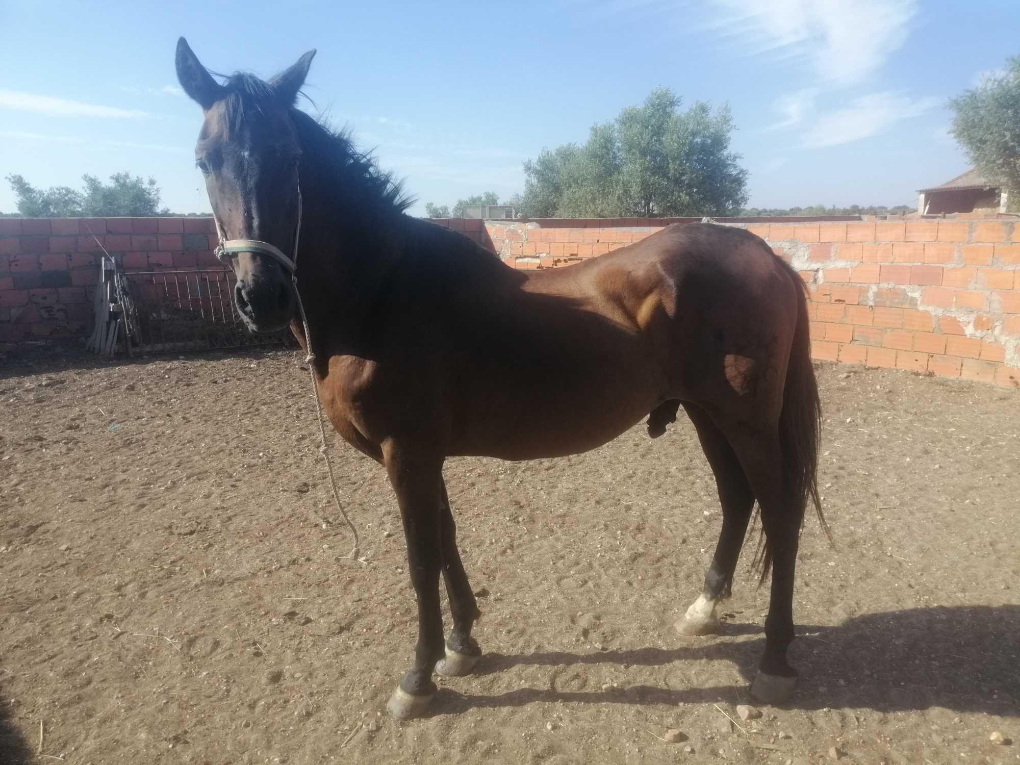 Cavalo capado montado e engatado