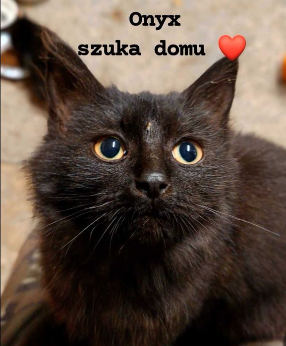 Onyx- przystojniak z pięknym sercem czeka właśnie na Ciebie!