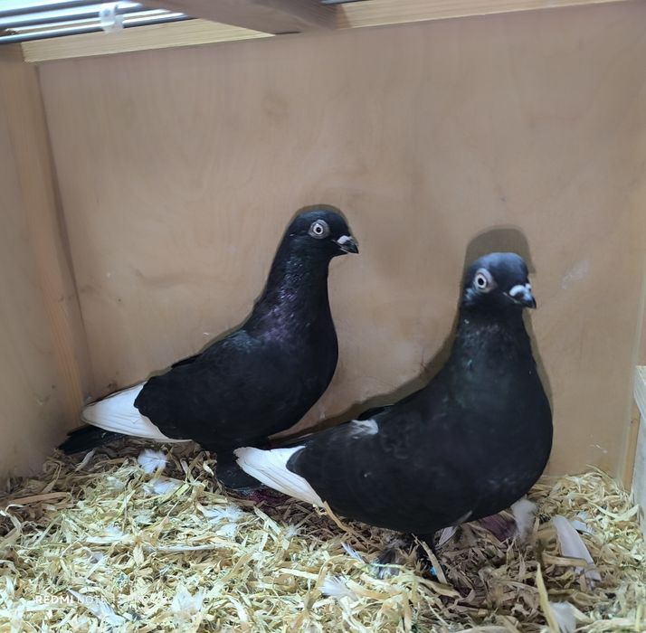 Czaposze białoloty budapeszty