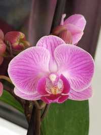 Орхідея (Заброньована), є інші орхідеї та великий асортимент різних ва