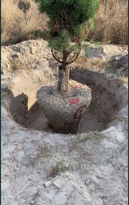 Ялинки Голубі, Ялинки зелені, Хупсі, Сербська, Коніка, Глаука, Кейбаб