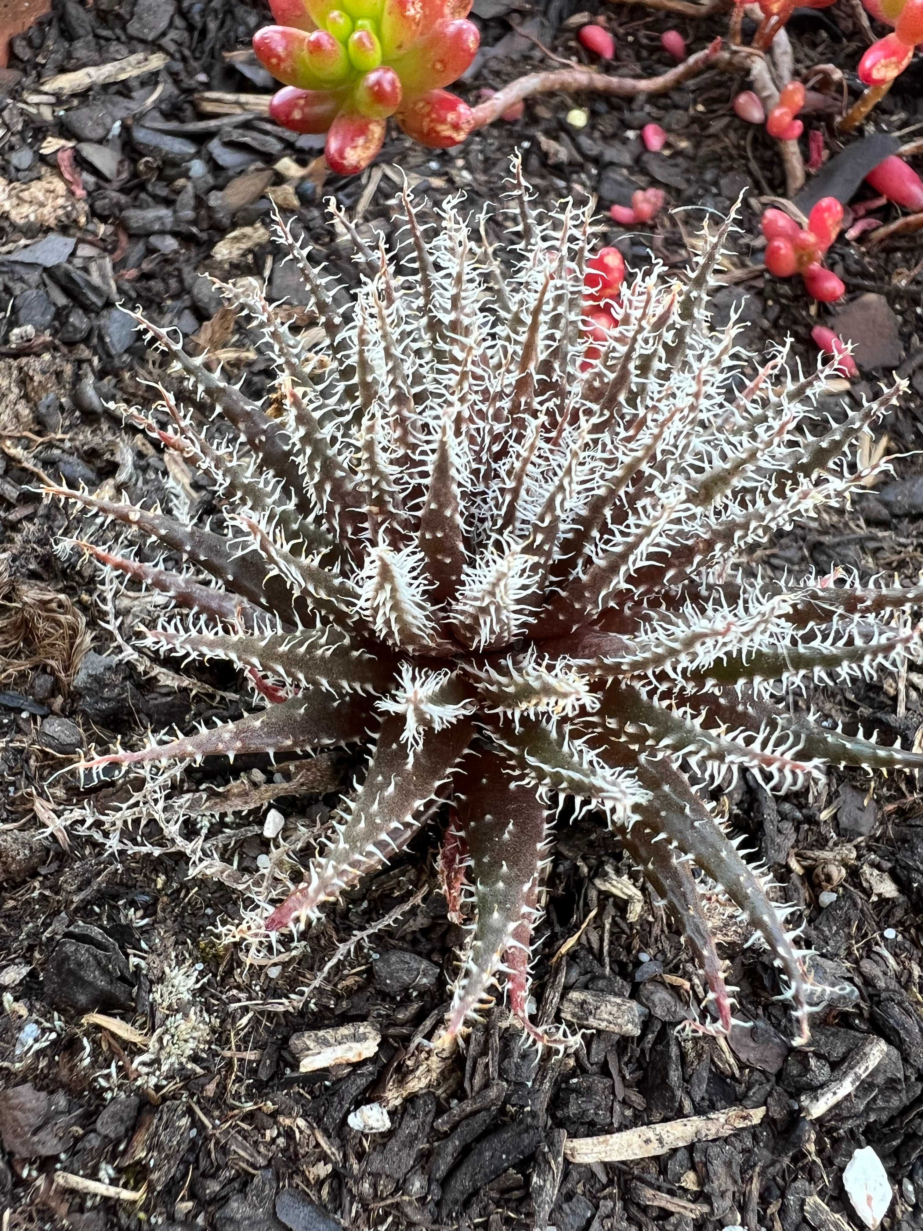 Suculenta Aloe Haworthioides