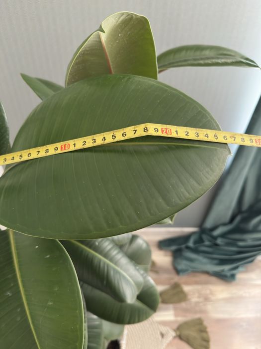 Фікус каучуконосний