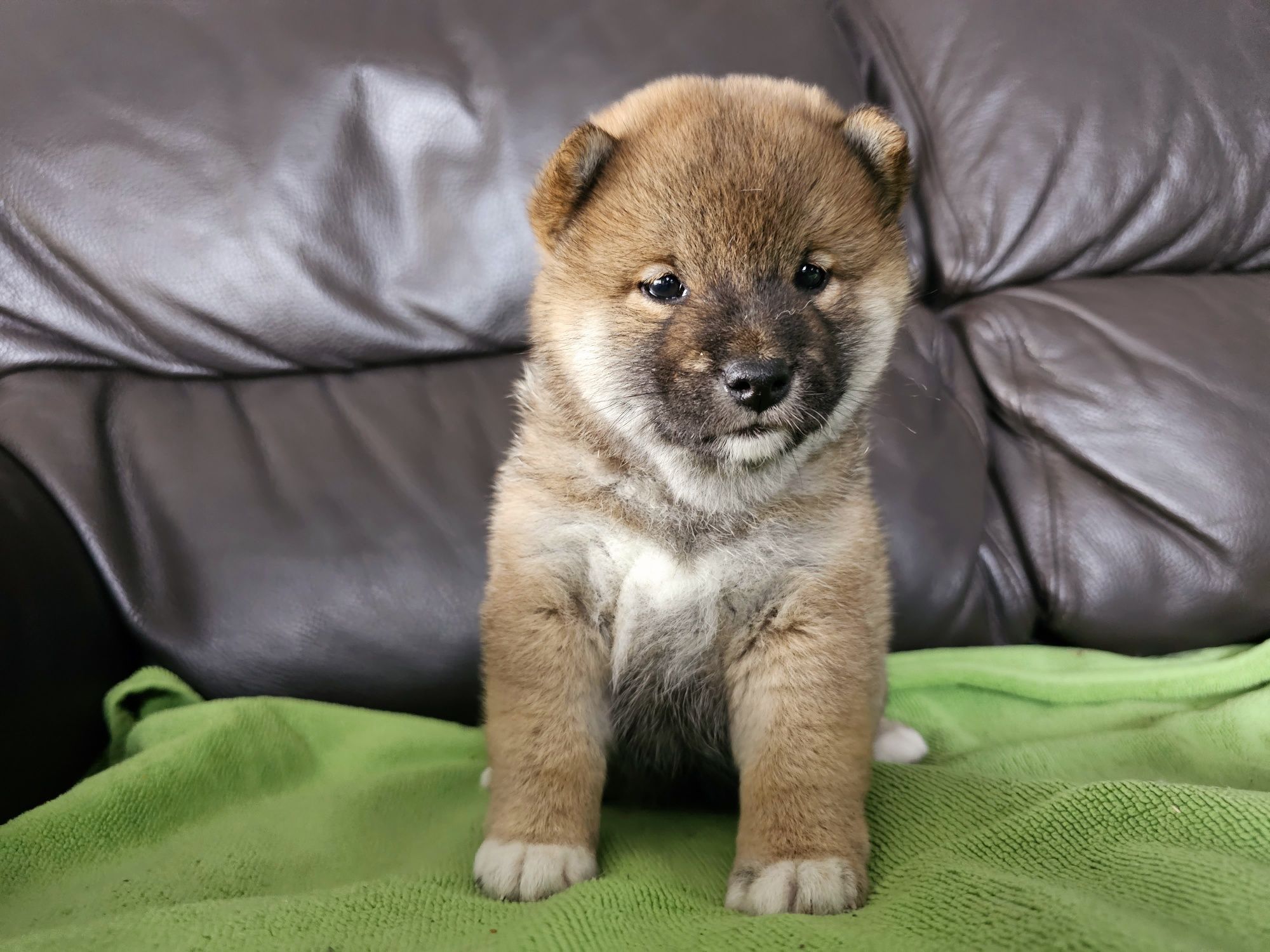 Shiba inu ZKWP FCI doskonały rodowód