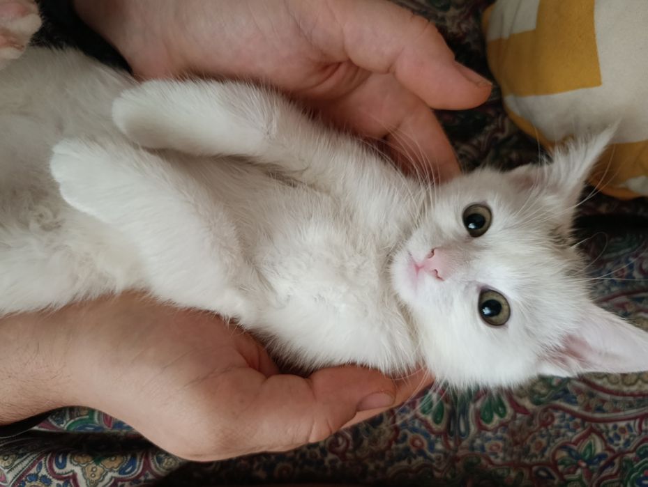 Відам білого кота