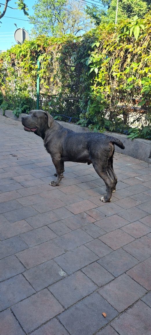 American Bully Xl ABCK