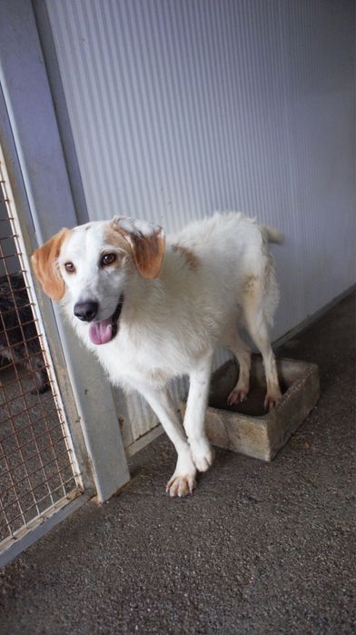 Ani cadela porte medio grande um docinho