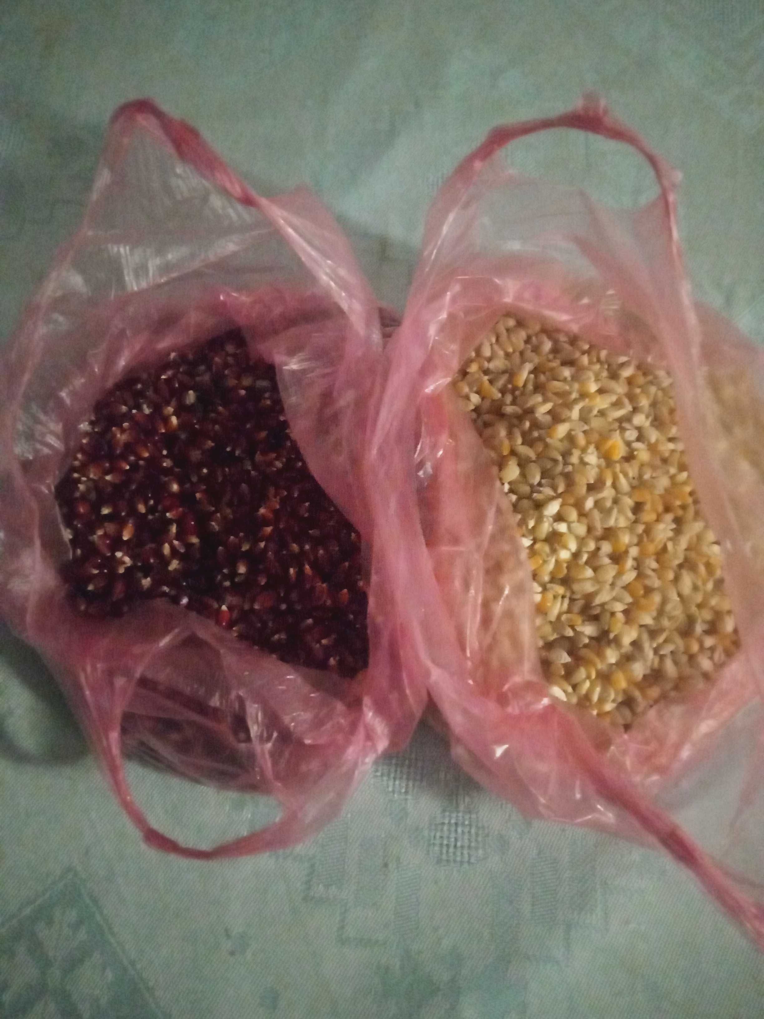 Продам зерно для попкорна