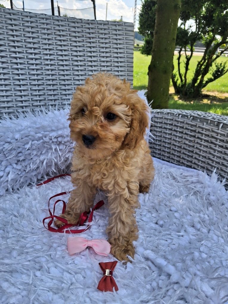 Śliczna suczka Cavapoo