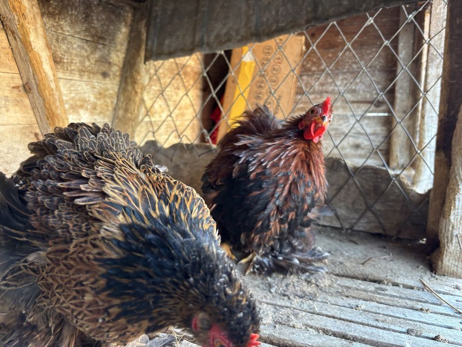 Півник і курочка кохінхін