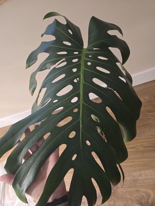 Duża monstera big form