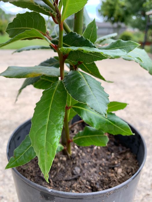 Loureiros - Laurus Nobilis