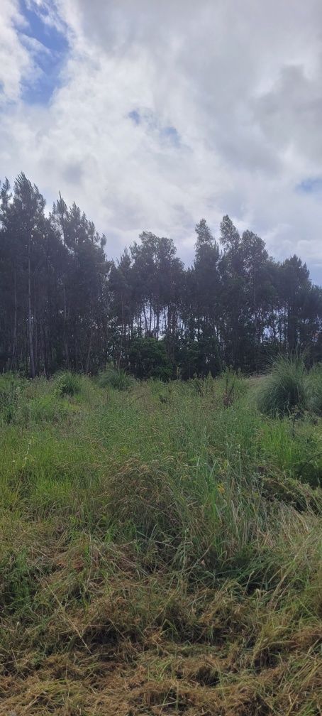 Manutenção de jardins/Limpeza de terrenos