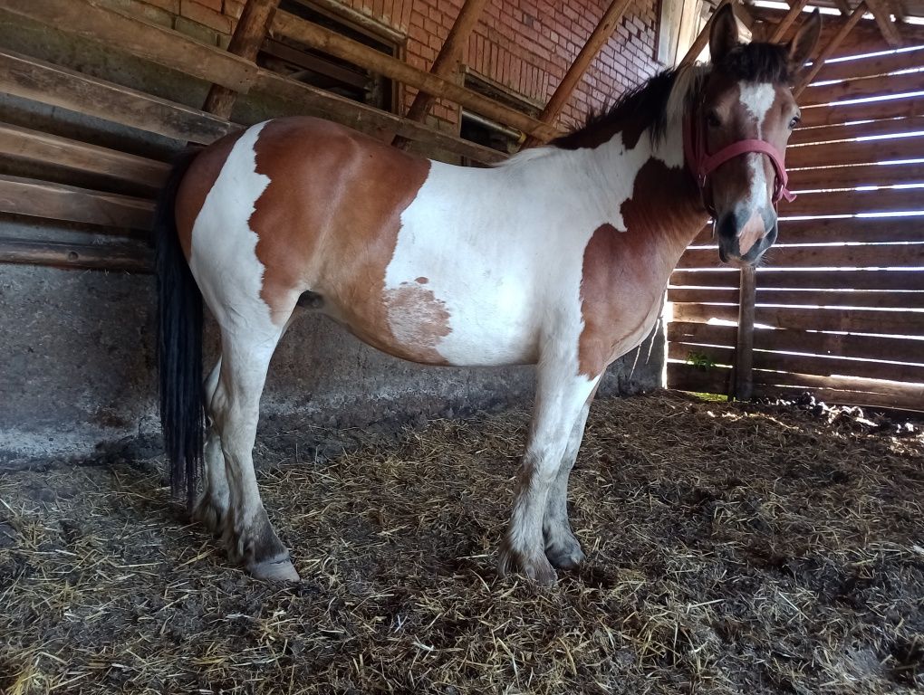 Źrebica srokata zimnokrwista klacz