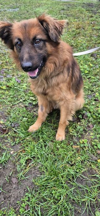 Cudowny psiak do adopcji