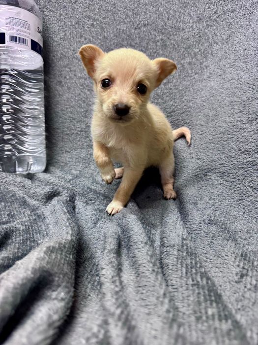 Cães de porte pequeno