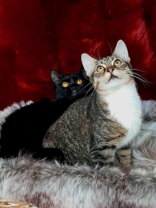 Kociaki szukają domku