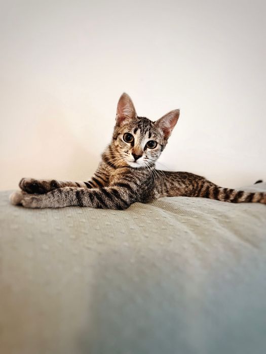 Gatinha 4/5 meses para adoção responsável