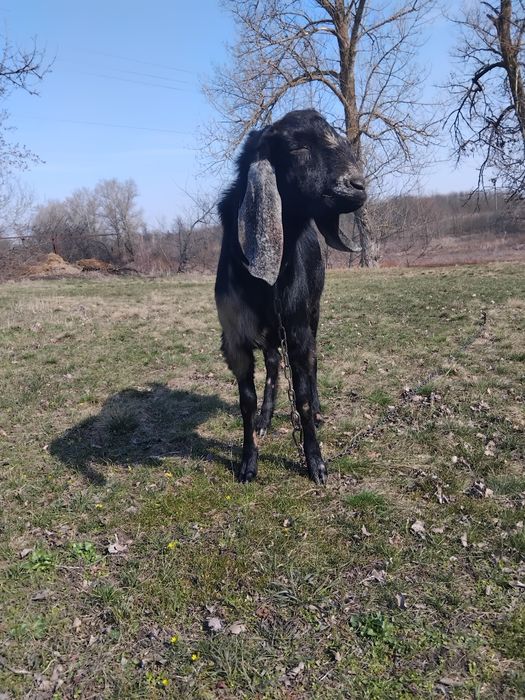 Нубійські козенята