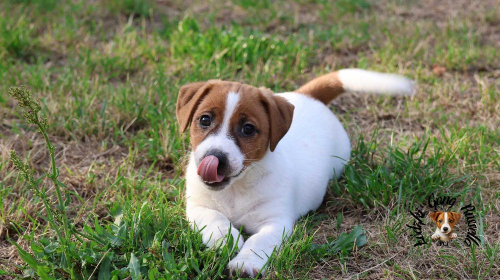 PIESEK Jack Russell Terrier ZKwP FCI  /badania genet/