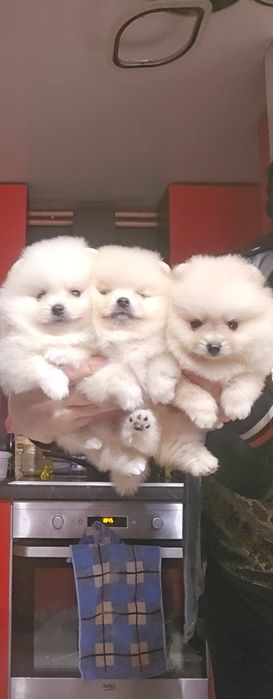 Девочки и мальчики. Померанци