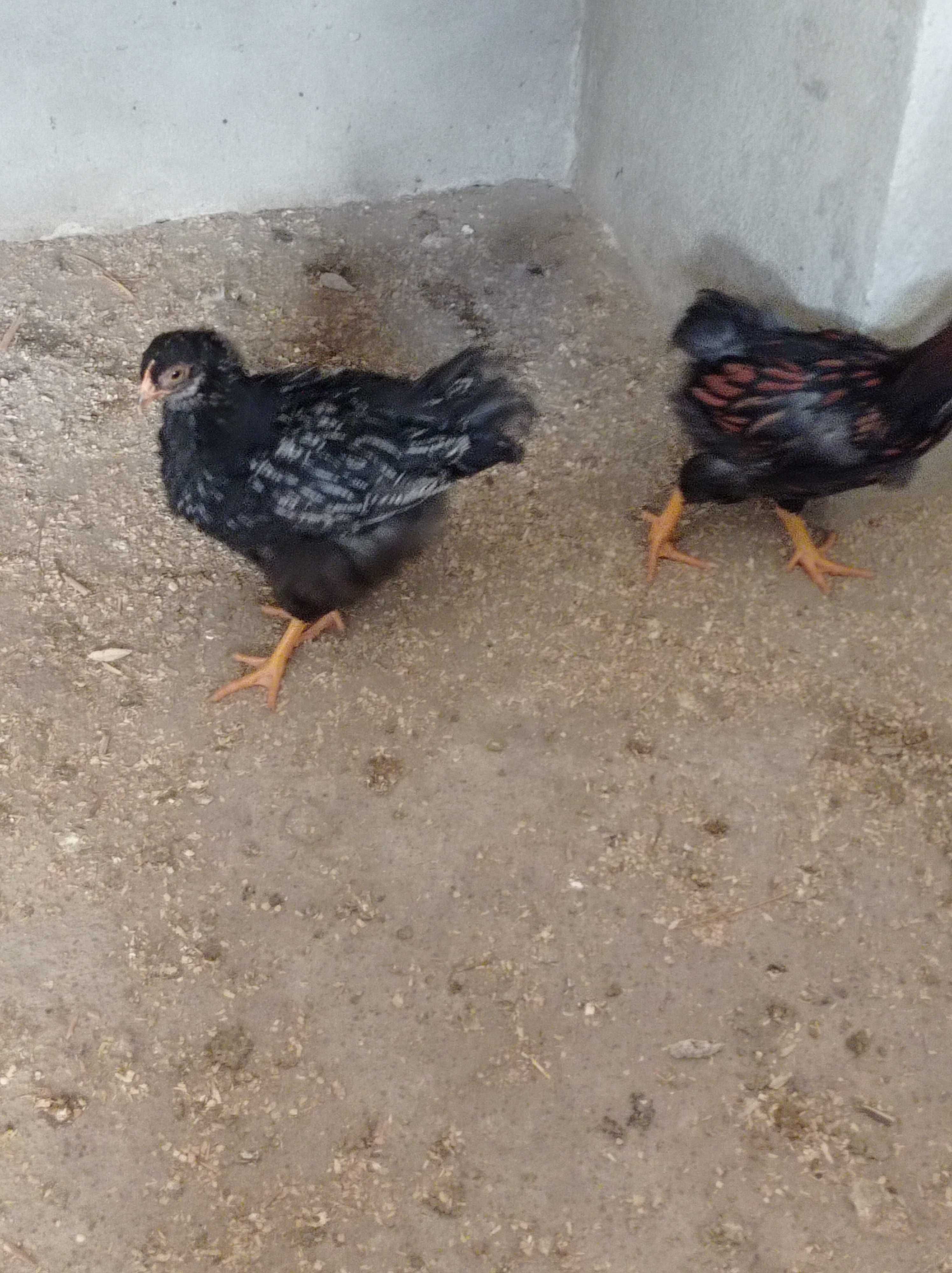 galinhas, pintos e ovos wyandotte e Barnevelder