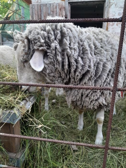 Вівця на розведення/м'ясо