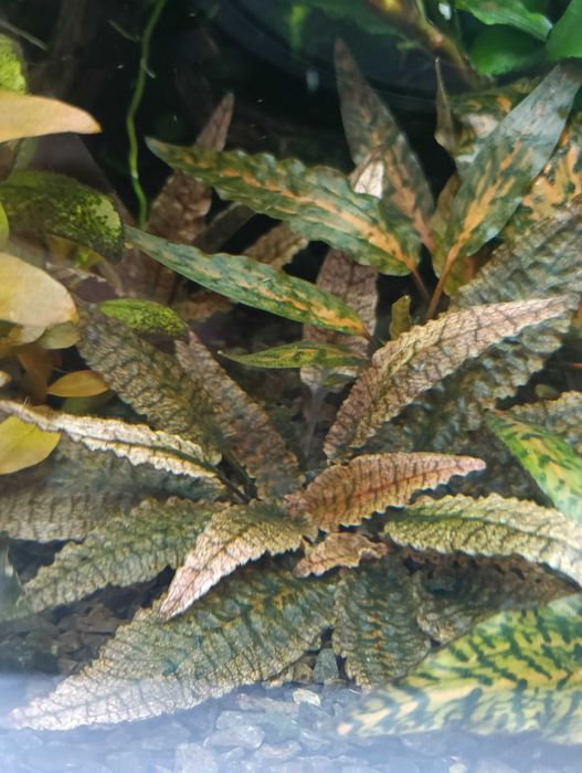 Cryptocoryne flamingo