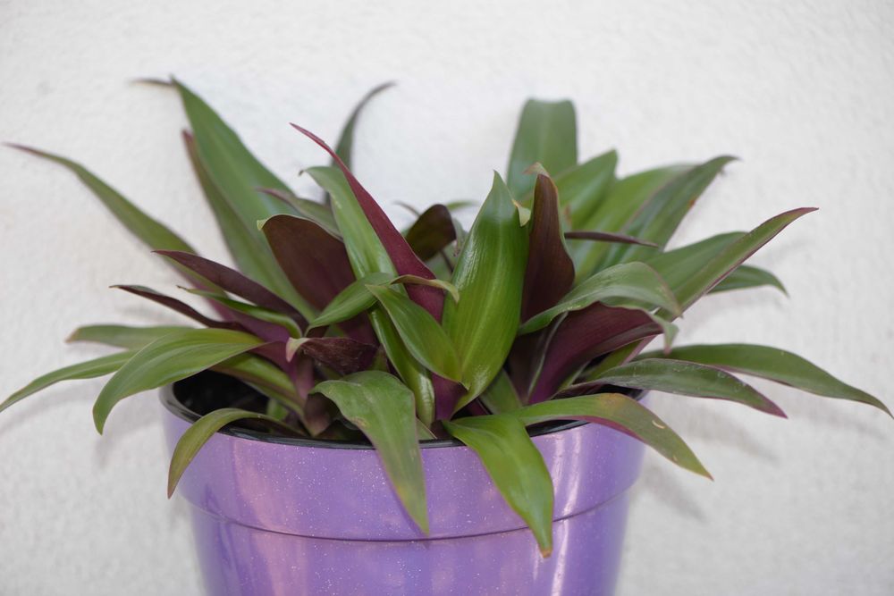 Традесканція покривальчаста, Рео (Tradescantia spathacea compacta)