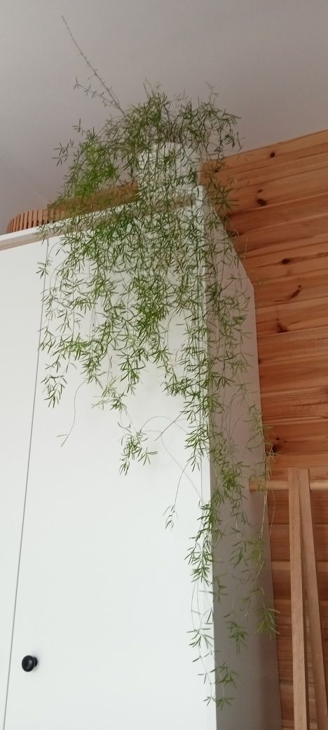 Asparagus  szparag gęstokwiatowy