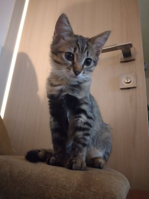 Віддам в гарні руки