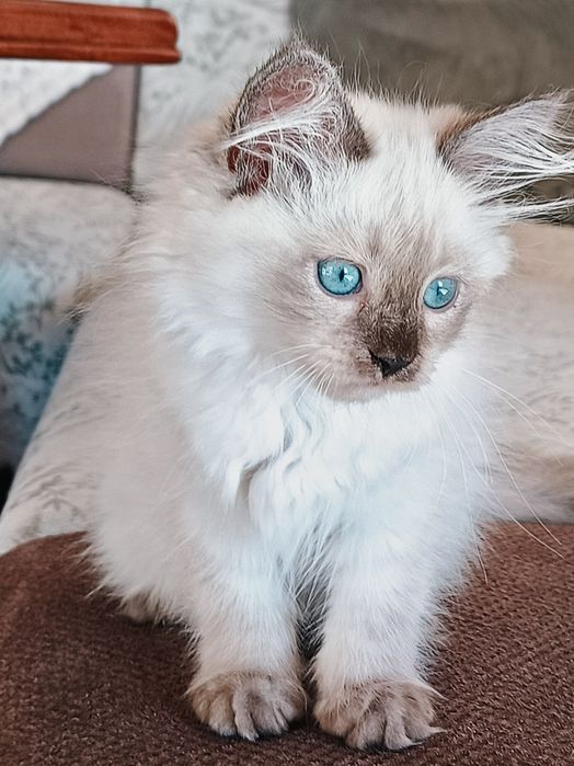 Piękna kotka Neva Masguerade