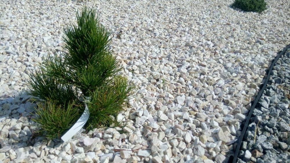 Grys biały Marianna biała kamień naturalny ogrodowy transport + głaz