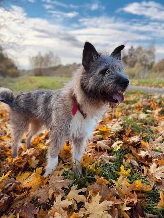 Kto pokocha Lilkę? Psiak do adopcji