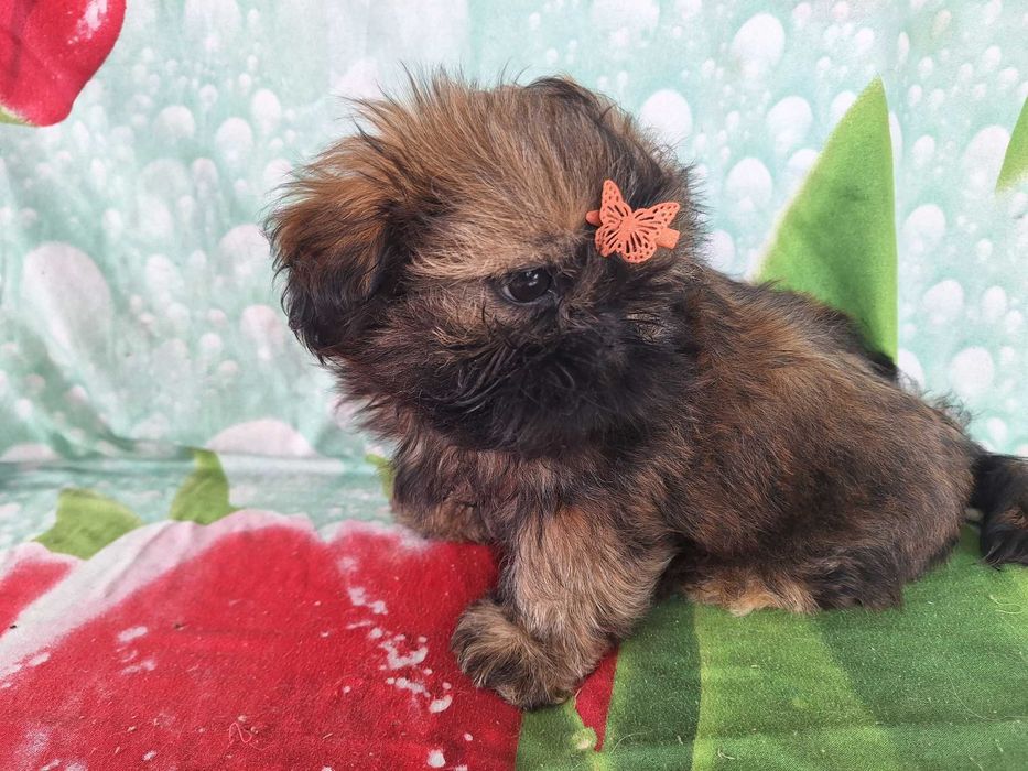 Shih Tzu sunia z rodowodem SWKIPR