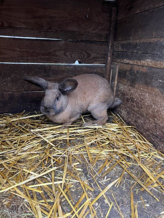 Самки різних порід