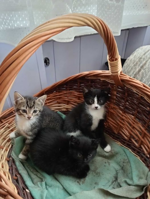Śliczne koteczki do adopcji