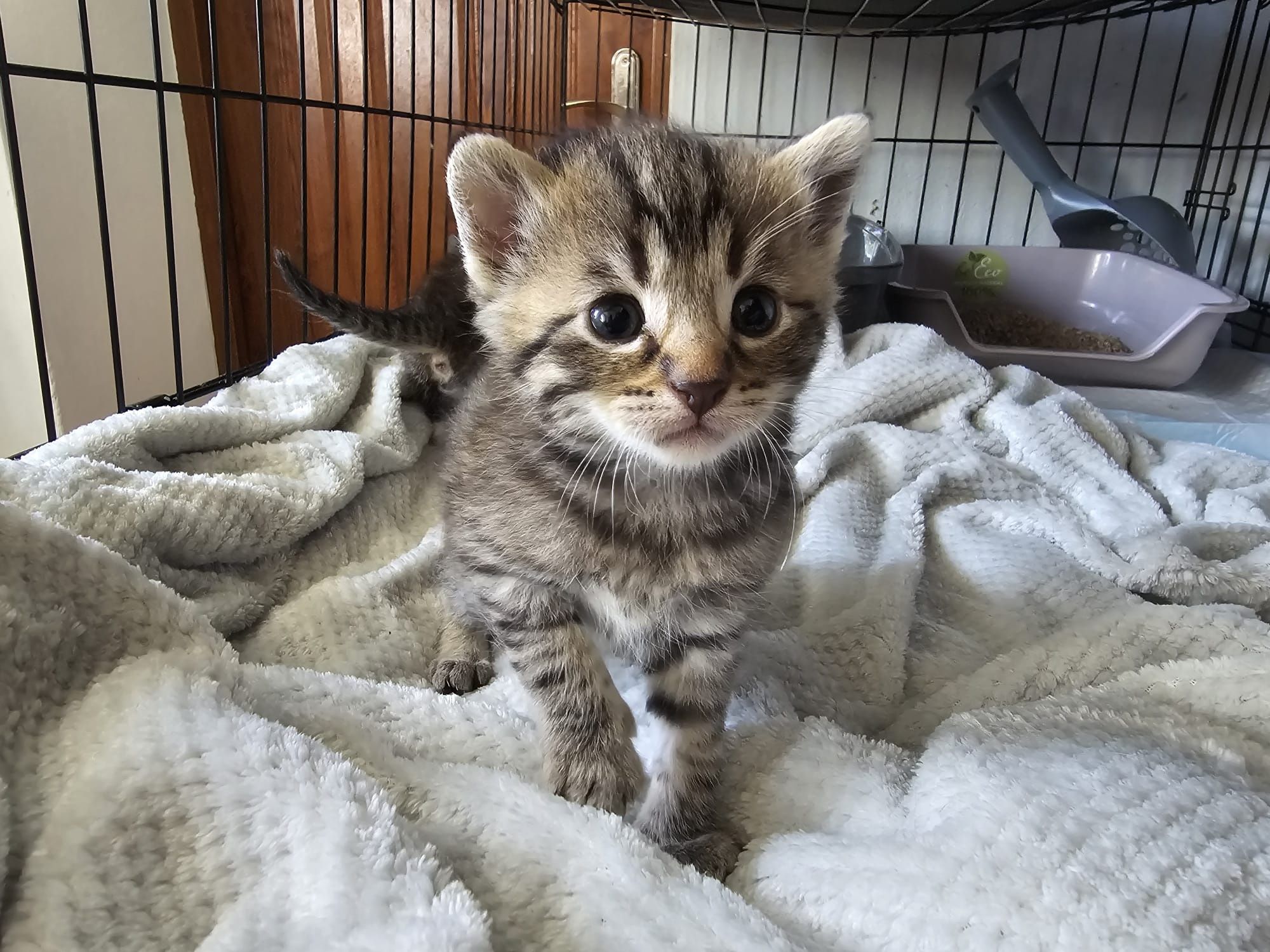 Maluchy do adopcji