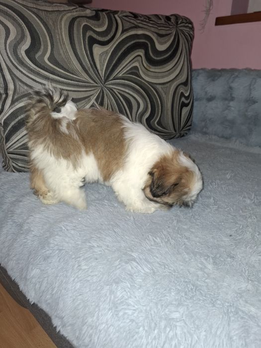 Shih-tzu suczka szczeniak