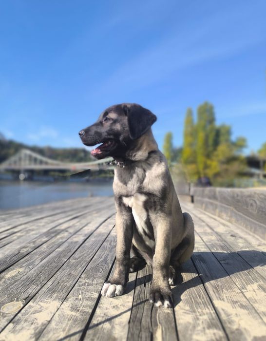 Kangal   suczka FCI