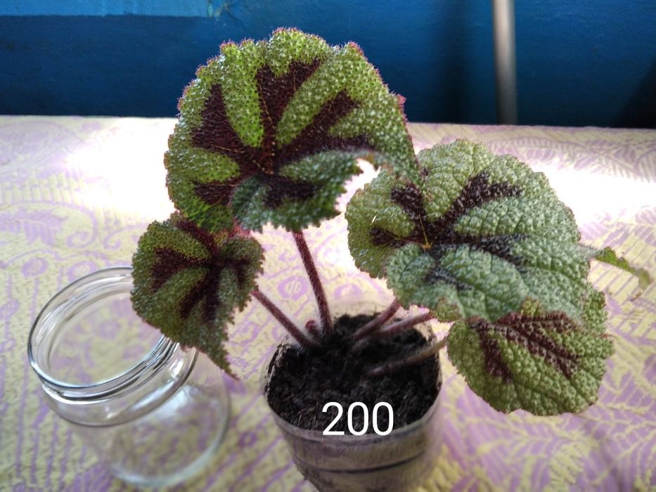 Бегонии. Сорт Masonina Mountain. Подростки