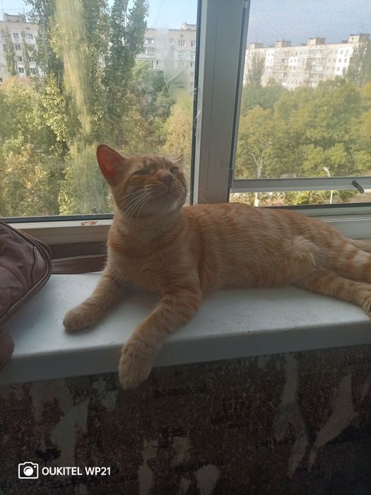 Кошеня у добрі руки