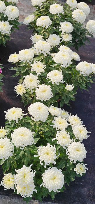 Chryzantemy Wielkokwiatowe - Doniczkowe